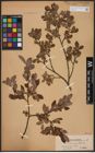 Foto von Salix aurita L. x Salix myrtilloides L.
